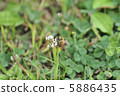 蜜蜂3 5886435