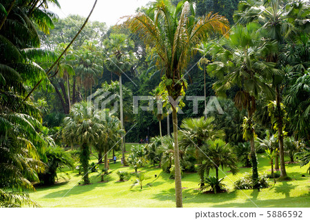 新加坡植物園 5886592