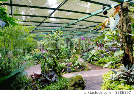 Singapore National Orchid Garden 5886597