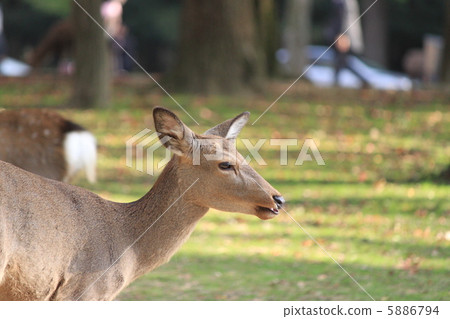 Deer Deer 5886794