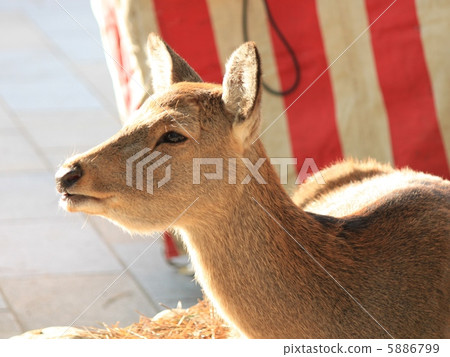 Awakened deer Awakened deer 5886799