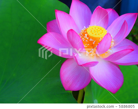 蓮花夏天 5886805