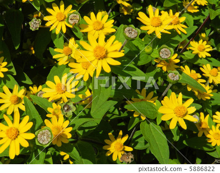 Melanpodium Melanpodium 5886822