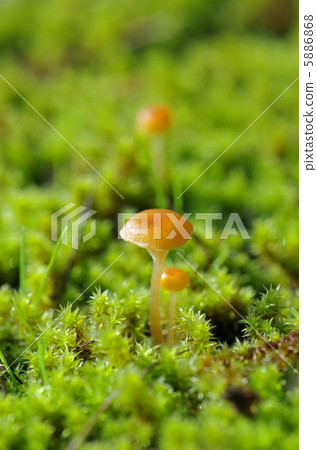 Hinonogasa生長在Sphagnum 5886868