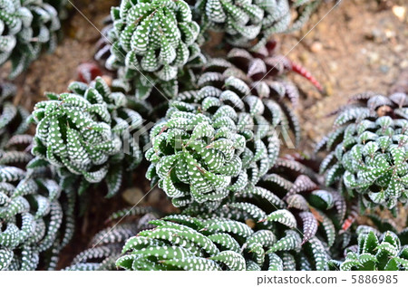 Twelve claws 5886985