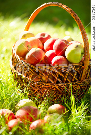 Organic Apples in the Basket. Orchard. Garden 5887545