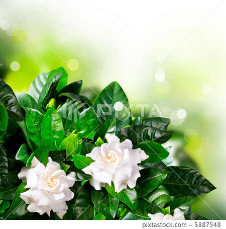 Gardenia Flowers. Jasmine Gardenia Flowers. Jasmine 5887548