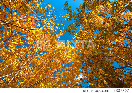 Autumn leaves against blue sky 5887707