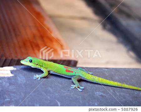 Colorful gecko 5887926