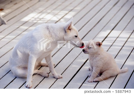 Family white dog parent and child Family white dog parent and child 5887943