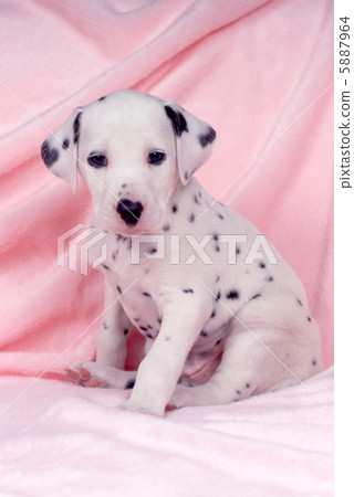 Dalmatian's puppy 5887964