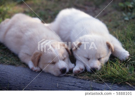 Two puppies who take a nap in the garden Two puppies who take a nap in the garden 5888101