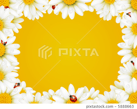 Vector camomile frame and ladybugs Vector camomile frame and ladybugs 5888663
