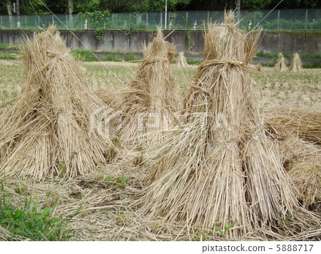Rice straw straw 5888717