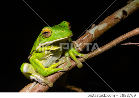 Kusswa Ameluel 5888769