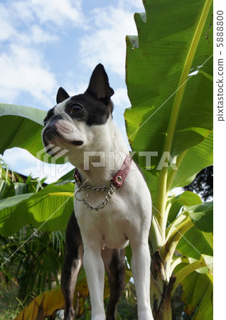 Palm and Boston Terrier Palm and Boston Terrier 5888800