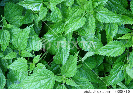 green nettle leaves 5888810