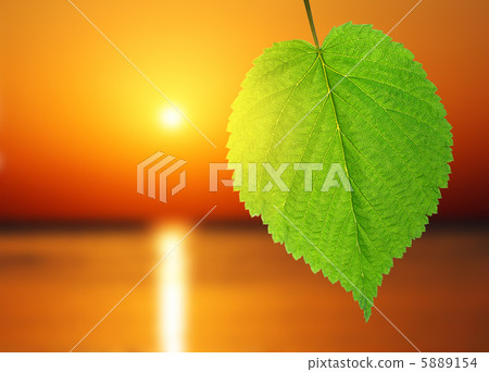 green leaf and sunrise over sea green leaf and sunrise over sea 5889154