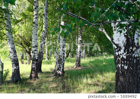 summer birch forest summer birch forest 5889492
