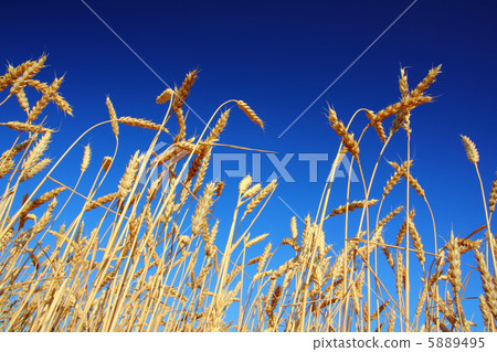 stems of the wheat under sky 5889495