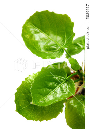 leaves of willow at spring macro 5889617