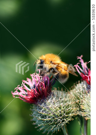 bumble-bee on thistle flower bumble-bee on thistle flower 5889630
