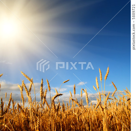 stems of wheat in sun light 5889721