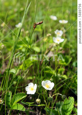 wild strawberry flowers wild strawberry flowers 5889756