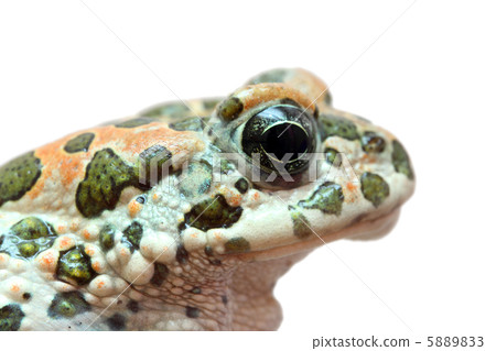toad macro portrait toad macro portrait 5889833
