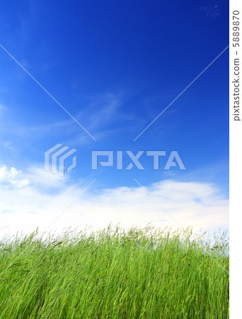 green grass under blue sky green grass under blue sky 5889870