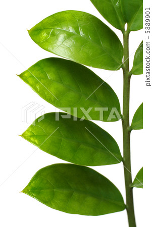 branch with green leaves 5889901