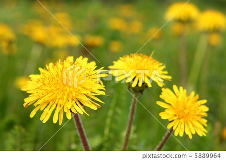 dandelion flowers 5889964