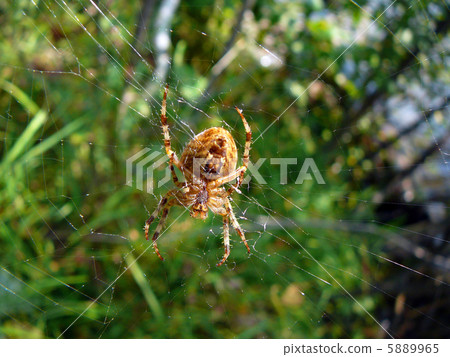 spider on the web spider on the web 5889965