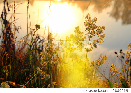 grass on riverside at dawn grass on riverside at dawn 5889969