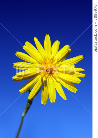 yellow flower under sky yellow flower under sky 5889970