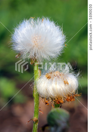 fluffy spring plant 5890030