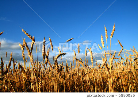 stems of the wheat 5890086
