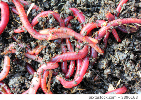 red worms in compost 5890168