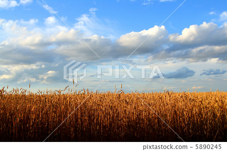 stems of the wheat 5890245