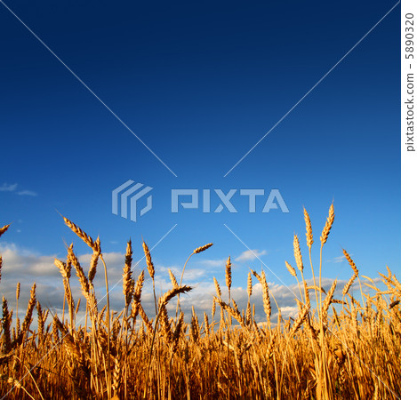 stems of wheat in sunset light 5890320