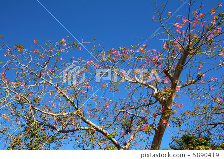 blossom branches of bottle tree 5890419