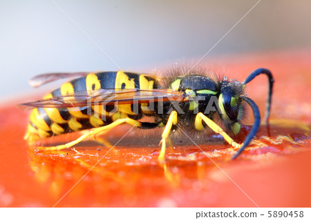 wasp eating honey wasp eating honey 5890458