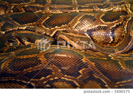 curled python 5890575