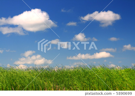 green grass under blue sky green grass under blue sky 5890699