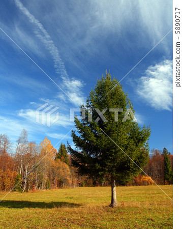 autumn landscape with fir tree 5890717