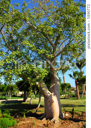 bottle trees adenium obesum socotra 5890772