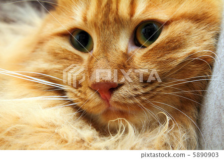 bobtail red cat portrait bobtail red cat portrait 5890903