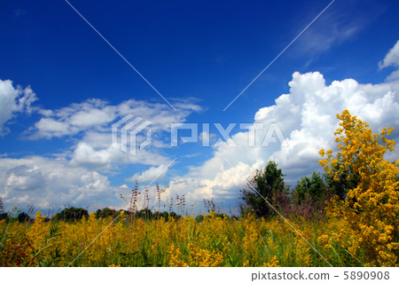summer landscape summer landscape 5890908