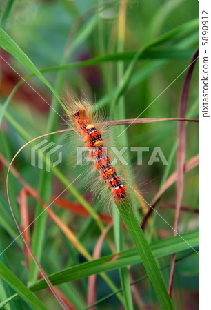 red hairy caterpillar red hairy caterpillar 5890912