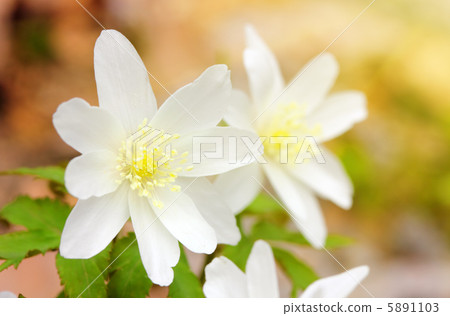snowdrop flowers in sunligh snowdrop flowers in sunligh 5891103